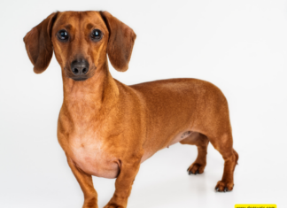Can Dachshunds Be Left Alone? A Comprehensive Guide